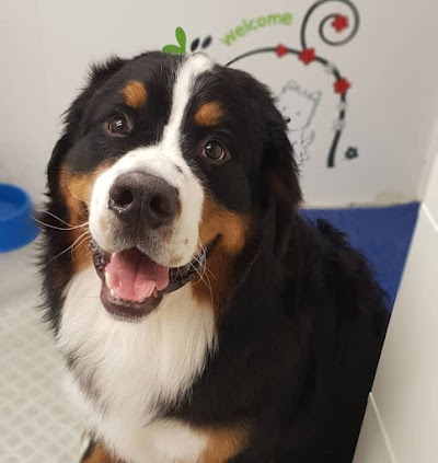 Grooming Van Image