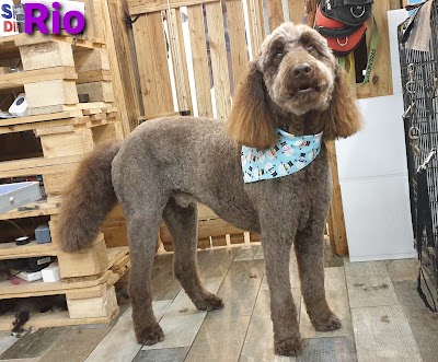 Grooming Van Image