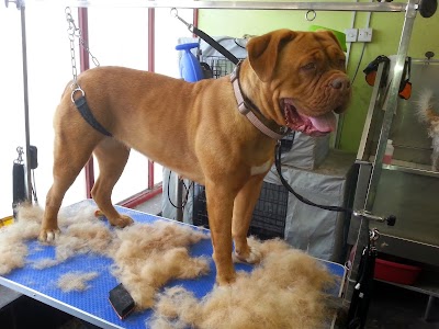 Grooming Van Image