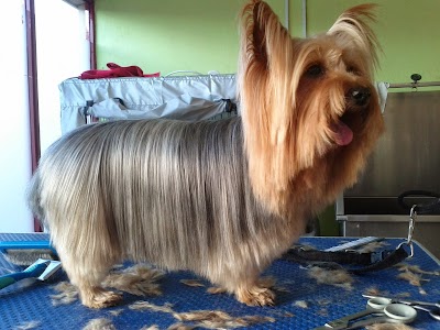 Grooming Van Image