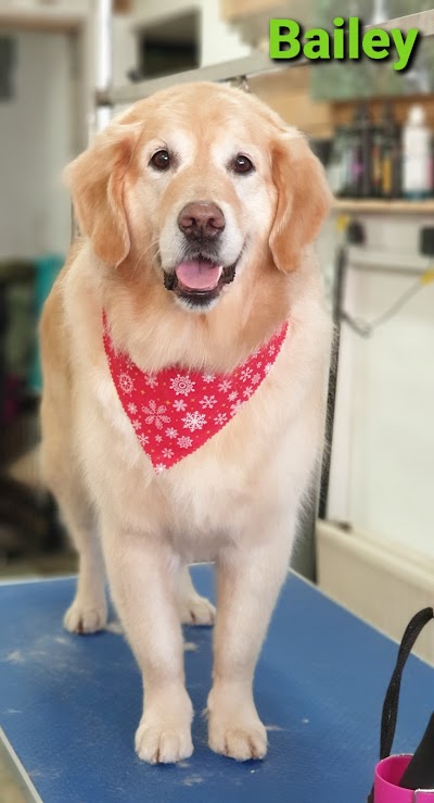 Grooming Van Image
