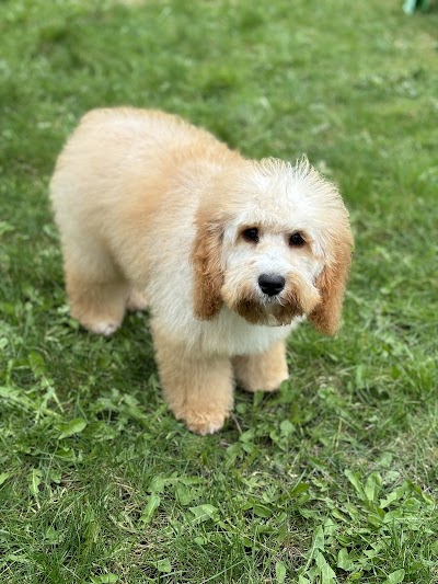 Grooming Van Image