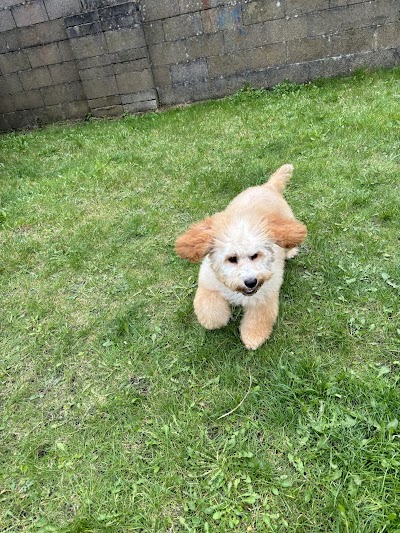 Grooming Van Image