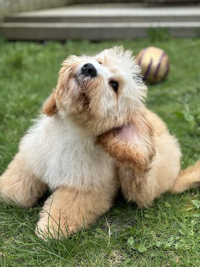 Grooming Van Image