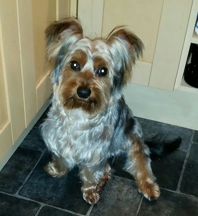 Grooming Van Image