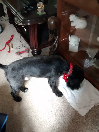 Grooming Van Image