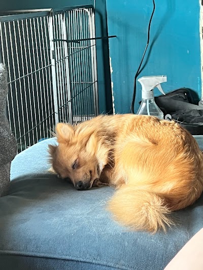 Grooming Van Image