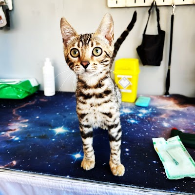 Grooming Van Image