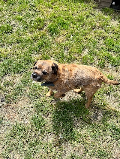 Grooming Van Image