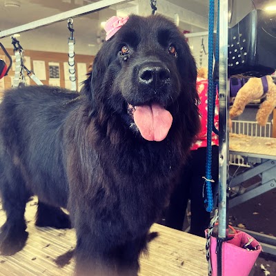 Grooming Van Image