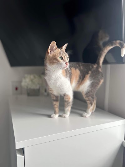 Grooming Van Image