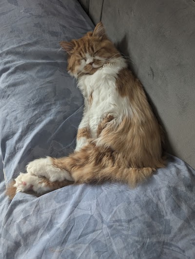 Grooming Van Image
