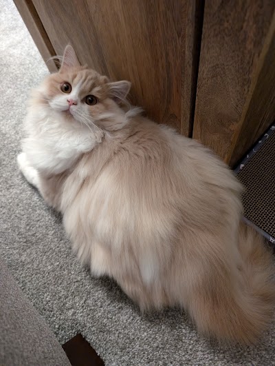 Grooming Van Image