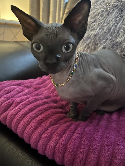 Grooming Van Image