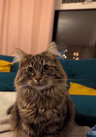 AristoCat Care