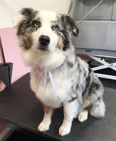 Grooming Van Image