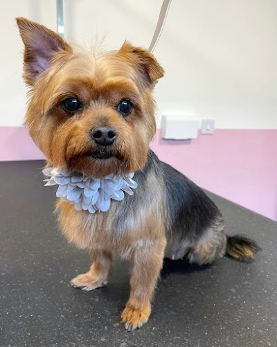 Grooming Van Image