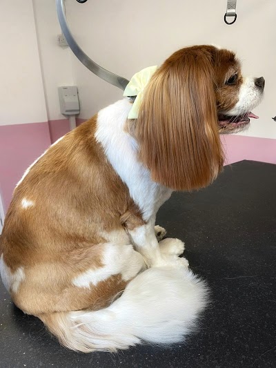 Grooming Van Image
