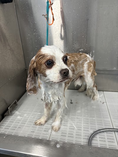 Grooming Van Image