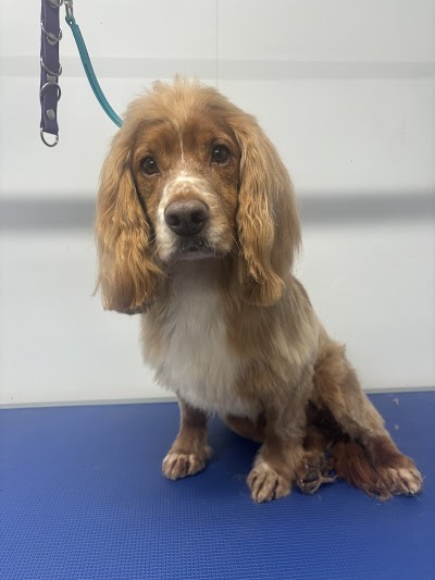 Grooming Van Image