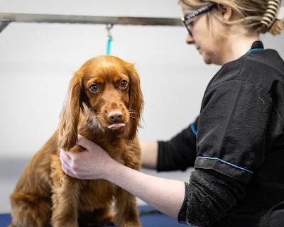 Beau Dog Grooming