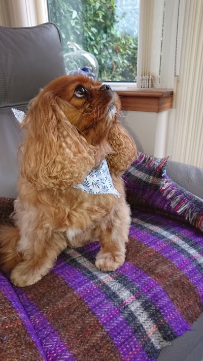 Blooming Grooming - Dog Grooming