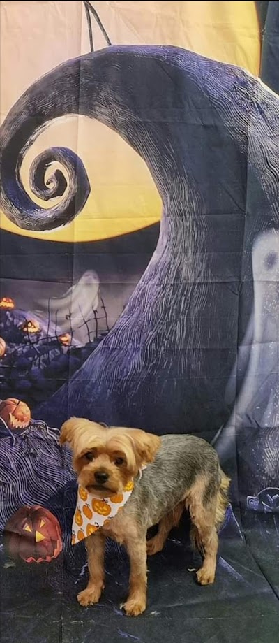Bloomingtails Dog Grooming