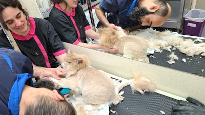 Grooming Van Image
