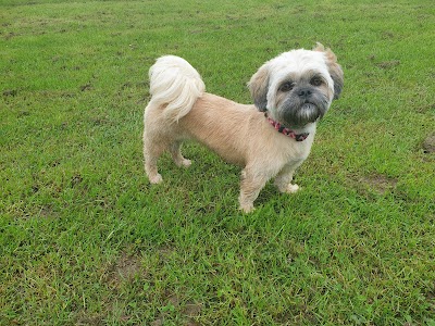 Grooming Van Image