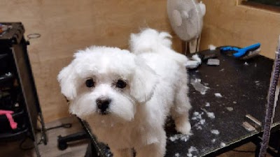 Caroline's Dog Grooming