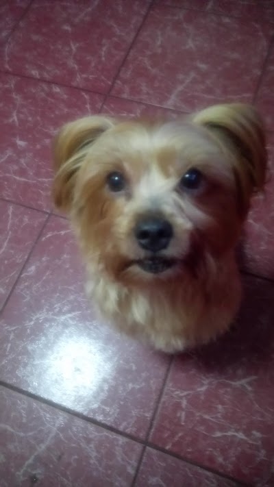 Grooming Van Image