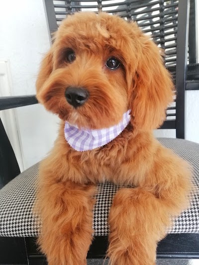 Grooming Van Image