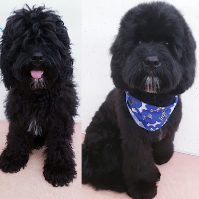 Grooming Van Image