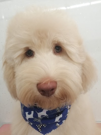 Grooming Van Image