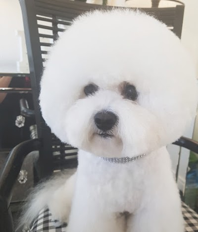 Grooming Van Image