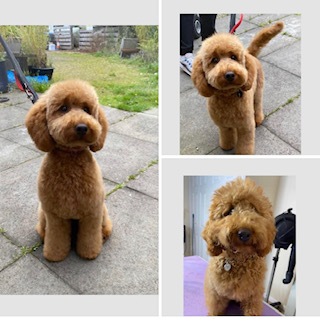 Grooming Van Image