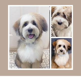 Grooming Van Image