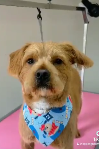 Grooming Van Image