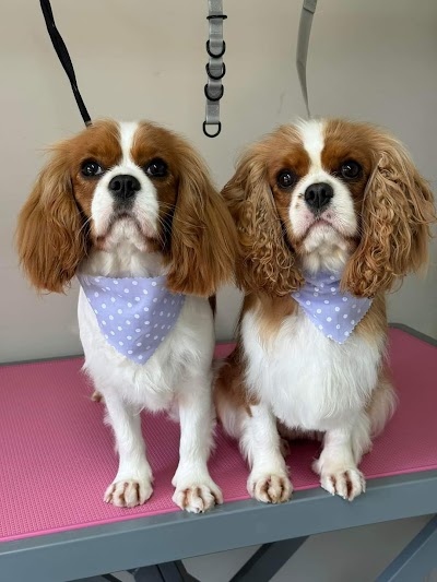 Grooming Van Image