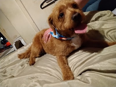 Grooming Van Image