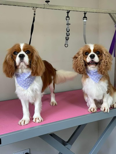 Grooming Van Image