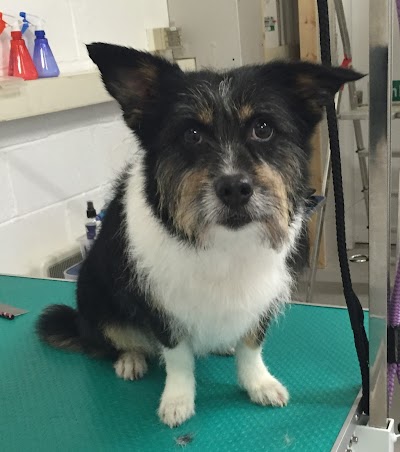 Grooming Van Image
