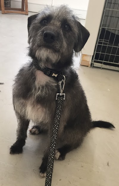 Grooming Van Image