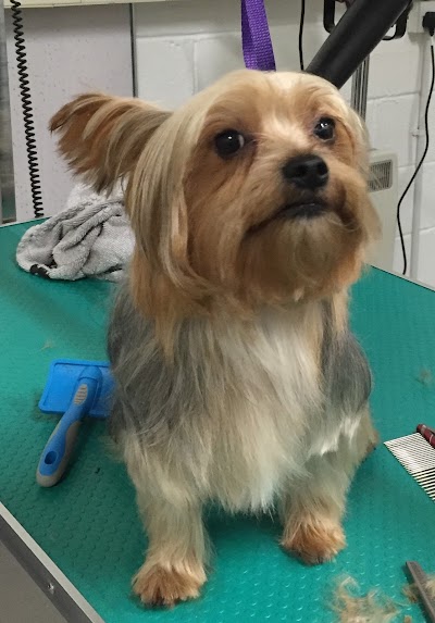 Grooming Van Image
