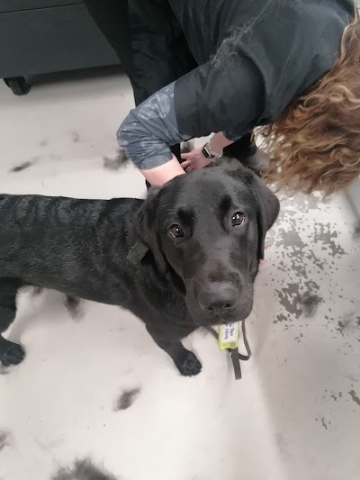 DOG!