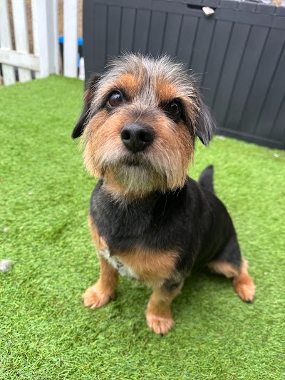 Grooming Van Image