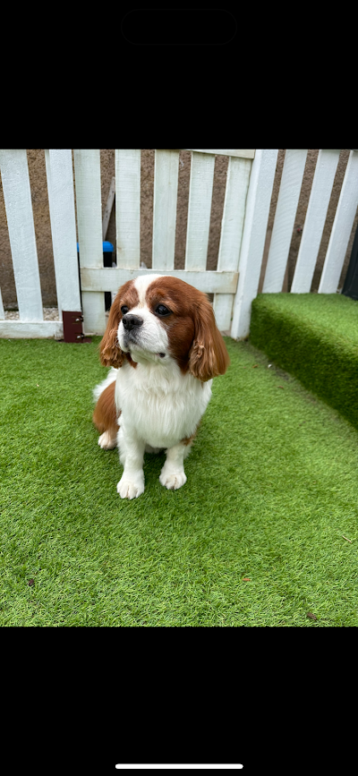Grooming Van Image