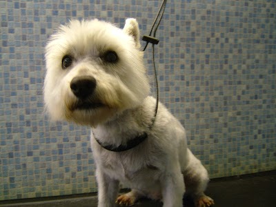 Grooming Van Image
