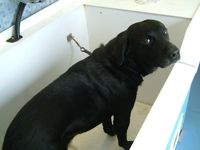 Grooming Van Image