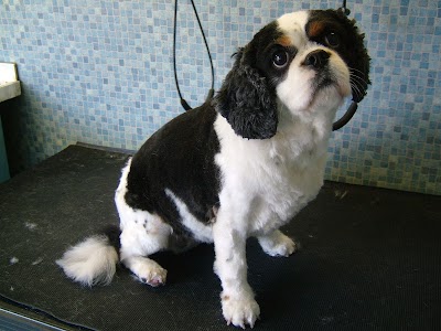 Grooming Van Image